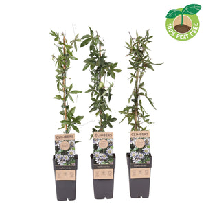Blue Passion Flower (Passiflora caerulea) – 15cm Pot
