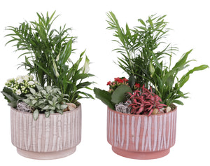Year-Round Indoor Plant Arrangement – 20cm Natural Ceramic Pot