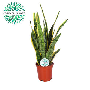 Laurentii Snake Plant (Sansevieria trifasciata) – 17cm Pot