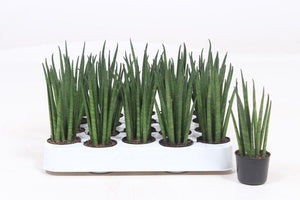 Mikado Sansevieria – 4cm Pot