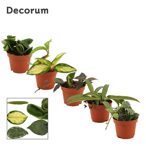 Hoya Houseplant – 6cm Pot