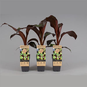 Red Banana Plant (Ensete ventricosum ‘Maurelii’) – 15cm Pot