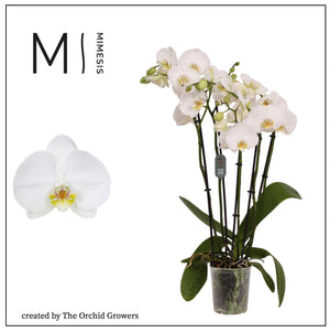 White Phalaenopsis Orchid – 5 Stem, 12cm Pot