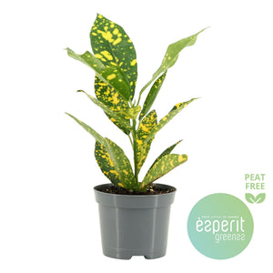 Small-Leaved Croton (Codiaeum variegatum) – 8.5cm Pot