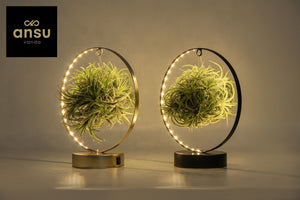 Tillandsia ionantha ‘Christmas Edition’ – 11cm Pot