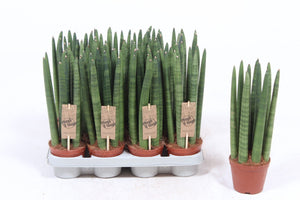 Cylindrical Snake Plant (Sansevieria cylindrica) – 10cm Pot