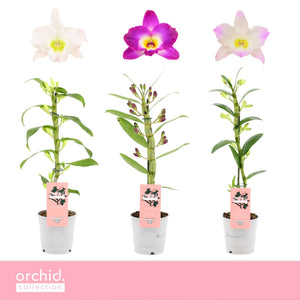 Mixed Dendrobium Nobile Orchid – 12cm Pot