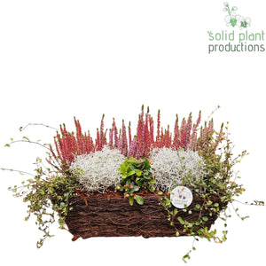 Salim Oval Plant Arrangement – 44cm Pot