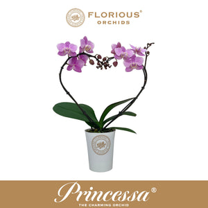 White Phalaenopsis Orchid ‘Princessa’ – 9cm Pot