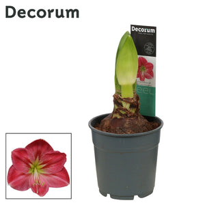 Pink Hippeastrum ‘Sweet Pink’ – 12cm Pot