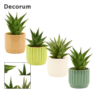 Sansevieria ‘Crown Gem’ Mixed Ceramic – 9cm Pot