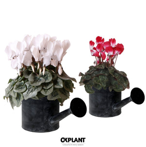 Mixed Cyclamen persicum Midi – 12cm Pot