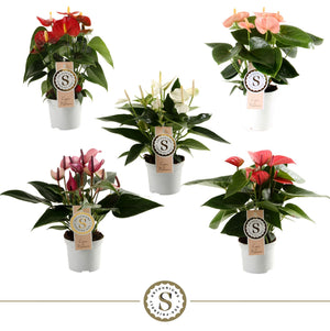 Mixed Anthurium Houseplant – 9cm Pot