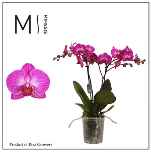 Pink Phalaenopsis Orchid – 2 Stem, 12cm Pot