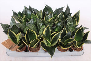 Bird’s Nest Snake Plant (Sansevieria hahnii) – 6cm Pot