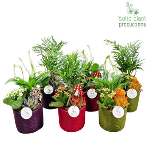 Seasonal Autumn Plant Arrangement – 13cm Ceramic Pot