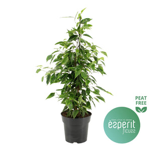 Weeping Fig ‘Anastasia’ (Ficus benjamina) – 17cm Pot