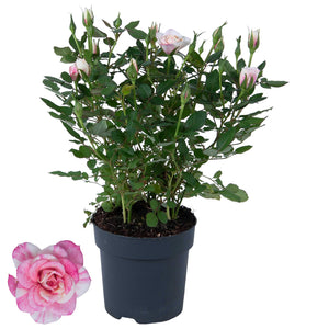 Pink Rose Plant (Rosa) – 10.5cm Pot