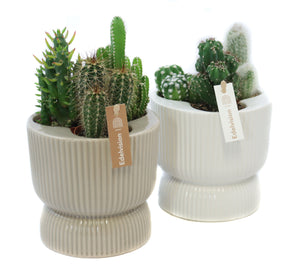 Mixed Cactus Collection in Ceramic Pot – 13cm