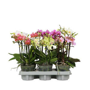 Mixed Phalaenopsis Orchid Bouquet – 2 Stems, 12cm Pot