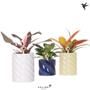 Philodendron Green Houseplant – 9cm Retro Ceramic Pot
