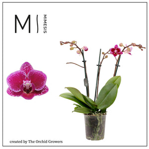 Phalaenopsis Multifloratype Orchid – 9cm Pot, 35cm High