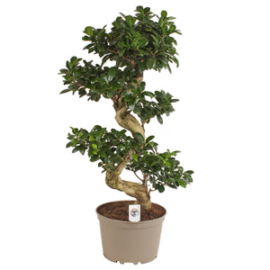 Ficus Ginseng (Ficus microcarpa) – 24cm Pot