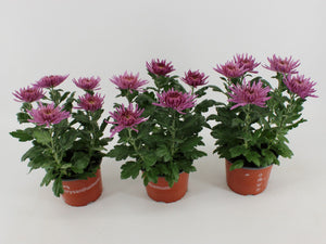 White Chrysanthemum ‘Anastasia’ – 15cm Pot