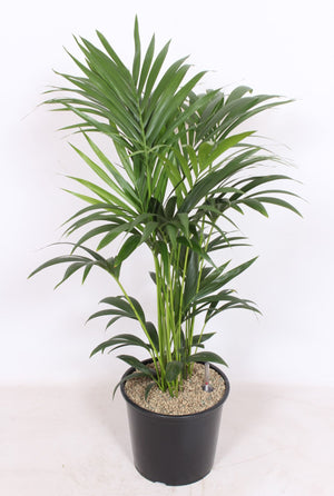 Kentia Palm (Howea forsteriana) – 32cm Pot, 120cm Tall