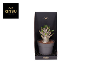 Adenium Baobab Desert Rose – 12cm Pot