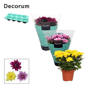 Mixed Chrysanthemum Houseplant – 13cm Pot