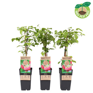 Willamette Raspberry Plant (Rubus idaeus) – 15cm Pot