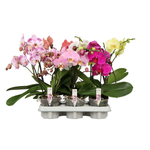 Mixed Phalaenopsis Orchid – 12cm Pot, 40cm Height