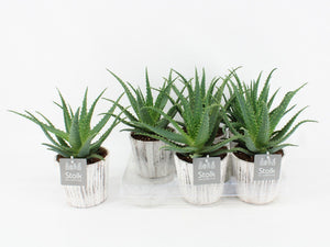 Aloe arborescens ‘Wood White’ – 13cm Pot