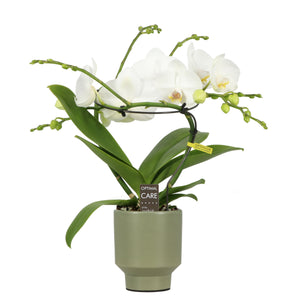 White Phalaenopsis Orchid – 2 Stem, 12cm Pot
