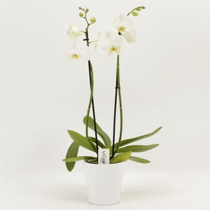 White Phalaenopsis Orchid – 2 Stem, 12cm Pot