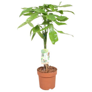 Money Tree (Pachira aquatica) – 17cm Pot, 60cm Tall