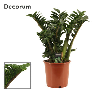 Zenzi ZZ Plant (Zamioculcas zamiifolia) – 21cm Pot, 65cm Tall