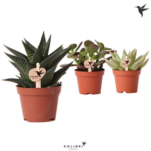 Mixed Cacti and Succulents – 6cm Pot