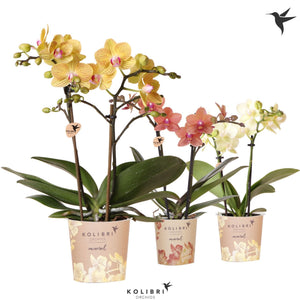 Mixed Yellow and Orange Phalaenopsis Orchid – 9cm Pot
