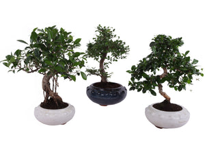 Mixed Indoor Bonsai Tree – 19cm Ceramic Pot