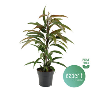 Ficus 'Amstel King' – 17cm Pot, 70cm High