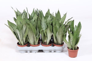 Sansevieria Moonshine – 9cm Pot, Approx. 30cm High
