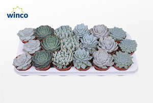 Mixed Echeveria Succulent – 8.5cm Pot