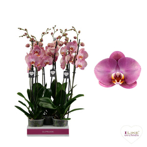 Honey Peach Phalaenopsis Orchid – 12cm Pot, 65cm High
