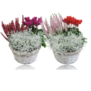 Mand Jakarta Plant Arrangement – 20cm Wicker Pot