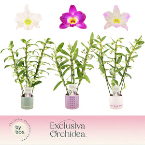 Mixed Dendrobium Nobile Orchid – 12cm Pot