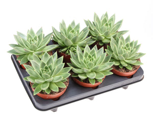 Echeveria Miranda Succulent – 12cm Pot
