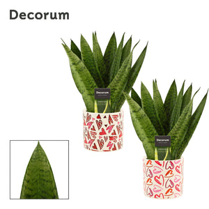 Sansevieria Zeylanica Fan ‘Julia’ – 12cm Pot