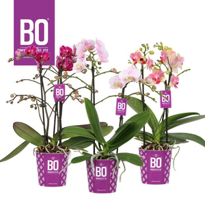 Mixed Phalaenopsis Orchid – 2 Stems, 12cm Pot